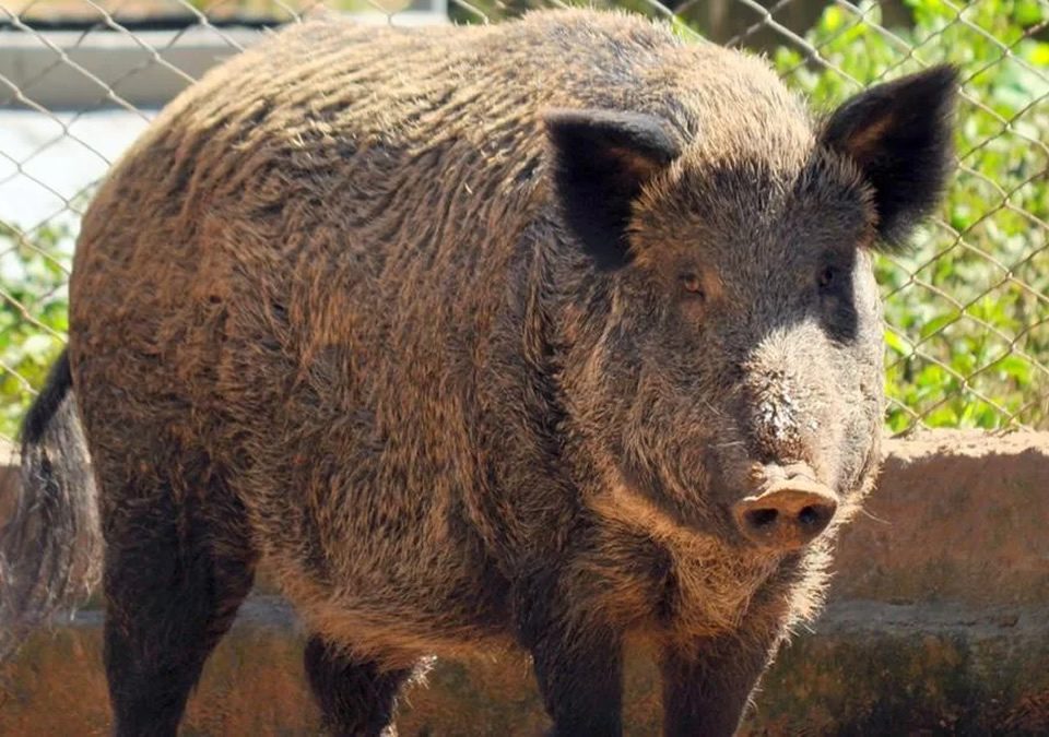Clube de Tiro Cerberus em Jarinu - Novas regras para caça de javalis permitem cães e armas