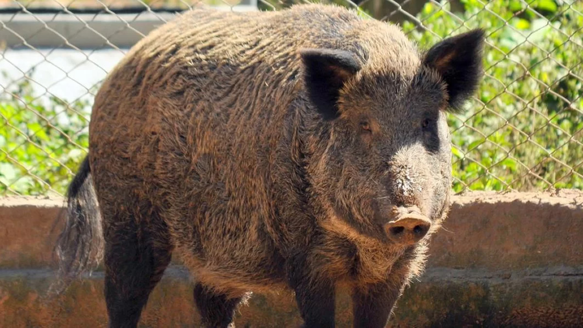 Clube de Tiro Cerberus em Jarinu - Novas regras para caça de javalis permitem cães e armas